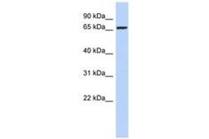 ZNF432 antibody  (AA 71-120)