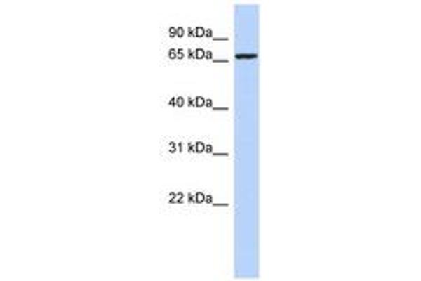 ZNF432 antibody  (AA 71-120)
