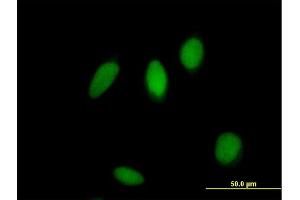 Immunofluorescence of purified MaxPab antibody to ZNF83 on HeLa cell. (ZNF83 抗体  (AA 1-516))