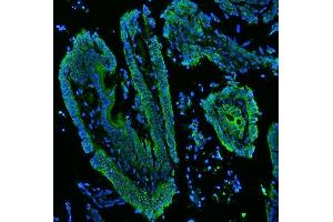 IF analysis of Cytokeratin 19 using anti-Cytokeratin 19 antibody (ABIN3043288). (Cytokeratin 19 抗体  (C-Term))