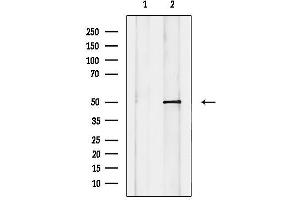 Western blot analysis of lysates from MCF-7 cells, using KCNG3 Antibody.