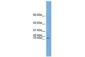 ATP6V0C antibody used at 1 ug/ml to detect target protein. (ATP6V0C 抗体  (Middle Region))
