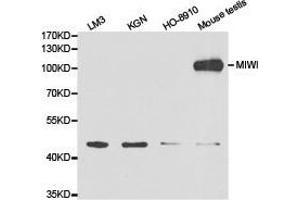 Western Blotting (WB) image for anti-Piwi-Like 1 (PIWIL1) antibody (ABIN1874144) (PIWIL1 抗体)