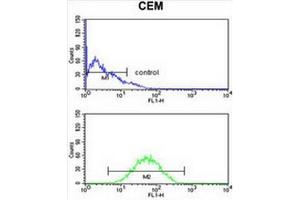 CNDP1 Antibody (C-term) flow cytometry analysis of CEM cells (bottom histogram) compared to a negative control cell (top histogram). (CNDP1 抗体  (C-Term))