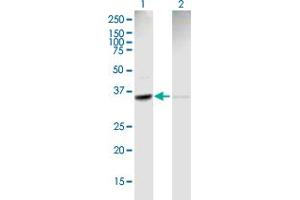 Western Blot analysis of ACTR2 expression in transfected 293T cell line by ACTR2 MaxPab polyclonal antibody. (ACTR2 抗体  (AA 1-339))