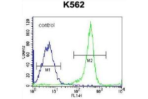 Flow Cytometric analysis of K562 cells using EIF3CL Antibody (N-term) Cat. (EIF3C 抗体  (N-Term))
