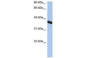 BUB3 antibody used at 1 ug/ml to detect target protein. (BUB3 抗体)