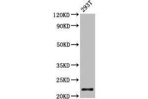 Western Blot Positive WB detected in: 293T whole cell lysate All lanes: CHMP1A antibody at 4. (CHMP1A 抗体  (AA 1-196))
