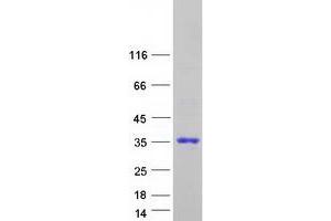 Validation with Western Blot