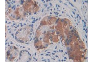 DAB staining on IHC-P; Samples: Human Stomach Tissue (VWA1 抗体  (AA 42-289))