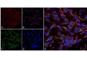 Immunocytochemistry (ICC) image for anti-Hyperpolarization Activated Cyclic Nucleotide-Gated Potassium Channel 2 (HCN2) (AA 761-863) antibody (Atto 594) (ABIN2481379)