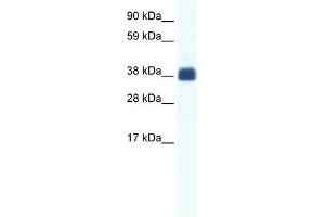 CX36 antibody used at 1.