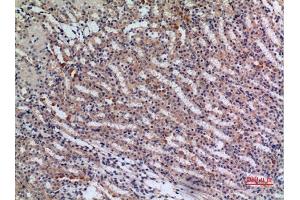 Immunohistochemical analysis of paraffin-embedded mouse kidney, antibody was diluted at 1:100. (JAG1 抗体  (Internal Region))