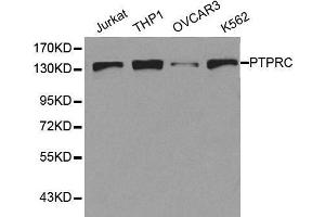 Western blot analysis of extracts of various cell lines, using PTPRC antibody.