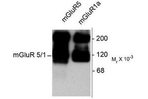 Image no. 1 for anti-Glutamate Receptor, Metabotropic 5/1a (GRM5/1a) (C-Term) antibody (ABIN372670) (GRM1a / GRM5 抗体  (C-Term))