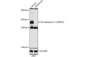 Western blot analysis of extracts from normal (control) and Peroxiredoxin 4 (Peroxiredoxin 4 (PRDX4)) knockout (KO) 293T cells, using Peroxiredoxin 4 (Peroxiredoxin 4 (PRDX4)) antibody (ABIN3022011, ABIN3022012, ABIN3022013 and ABIN1513410) at 1:1000 dilution. (Peroxiredoxin 4 抗体  (AA 38-271))