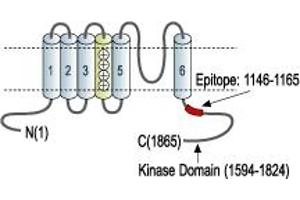 Representative domain view of the target of ABIN7885596.