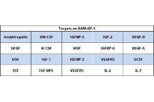Image no. 1 for Mouse Growth Factor Array C2 (ABIN4955913) (小鼠 Growth Factor Array C2)