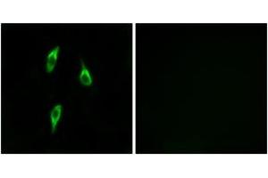 Immunofluorescence analysis of LOVO cells, using OR51B2 Antibody. (OR51B2 抗体  (AA 196-245))
