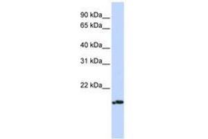 Image no. 1 for anti-Pallidin Homolog (PLDN) (AA 36-85) antibody (ABIN6741270) (Pallidin 抗体  (AA 36-85))
