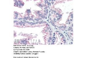 Immunohistochemistry with Human Prostate lysate tissue at an antibody concentration of 5. (NAB1 抗体  (N-Term))