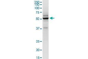 Immunoprecipitation of TRIM21 transfected lysate using anti-TRIM21 MaxPab rabbit polyclonal antibody and Protein A Magnetic Bead , and immunoblotted with TRIM21 purified MaxPab mouse polyclonal antibody (B01P) . (TRIM21 抗体  (AA 1-475))