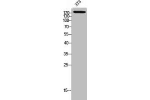 Western Blot analysis of 3T3 cells using CD232 Polyclonal Antibody (Plexin C1 抗体  (Internal Region))