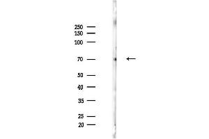 anti-IL2-Inducible T-Cell Kinase (ITK) (pTyr180) antibody