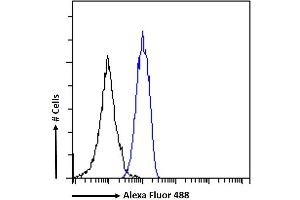(ABIN5539582) Flow cytometric analysis of paraformaldehyde fixed K562 cells (blue line), permeabilized with 0. (STAT5A 抗体  (AA 681-692))