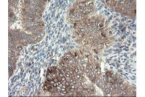Image no. 1 for anti-Diphthamide Biosynthesis Protein 2 (DPH2) antibody (ABIN1497892) (DPH2 抗体)