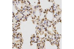 Immunohistochemistry (IHC) image for anti-Histone 3 (H3) (H3R17me) antibody (ABIN3023283) (Histone 3 抗体  (H3R17me))