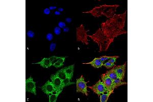 Immunocytochemistry/Immunofluorescence analysis using Mouse Anti-EAAC1 Monoclonal Antibody, Clone S180-41 . (SLC1A1 抗体  (AA 1-524) (FITC))