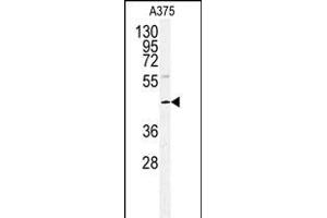 Western blot analysis of POLDIP2 antibody (Center) (ABIN391926 and ABIN2841736) in  cell line lysates (35 μg/lane). (POLDIP2 抗体  (AA 105-133))