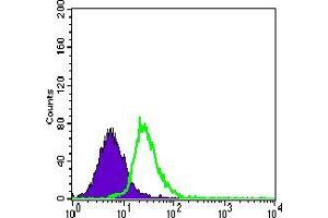 Flow cytometric analysis of HeLa cells using MEF2C mouse mAb (green) and negative control (purple). (MEF2C 抗体  (AA 1-125))