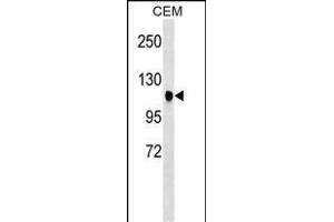 ATXN7 Antibody (Center) (ABIN1538351 and ABIN2848592) western blot analysis in CEM cell line lysates (35 μg/lane). (ATXN7 抗体  (AA 354-381))