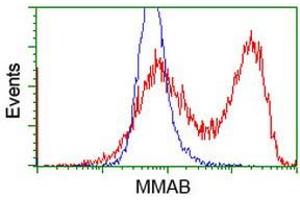 Flow Cytometry (FACS) image for anti-Methylmalonic Aciduria (Cobalamin Deficiency) CblB Type (MMAB) antibody (ABIN1499509) (MMAB 抗体)