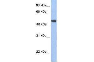 WB Suggested Anti-ALG2 Antibody Titration:  0. (ALG2 抗体  (C-Term))
