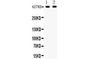 Anti- Dystrophin Picoband antibody, Western blotting All lanes: Anti Dystrophin  at 0. (Dystrophin 抗体  (AA 3076-3404))