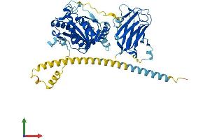 Protein Structure (PS) image for Mannosyl (Alpha-1,3-)-Glycoprotein beta-1,4-N-Acetylglucosaminyltransferase, Isozyme A (MGAT4A) (AA 1-535) protein (His tag) (ABIN7558490)