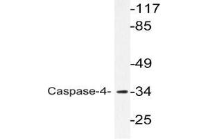 Western blot (WB) analyzes of Caspase-4 antibody in extracts from K562 cells. (Caspase 4 抗体)
