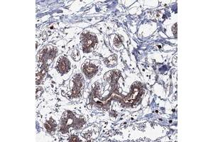 Immunohistochemical staining of human breast with PEX13 polyclonal antibody  strong cytoplasmic positivity in glandular cells. (PEX13 抗体)