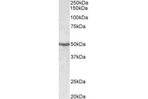 Staining of Jurkat lysate using EEF1A2 Antibody at 0. (EEF1A2 抗体  (Internal Region))