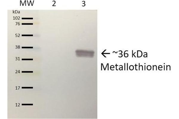 Metallothionein 抗体