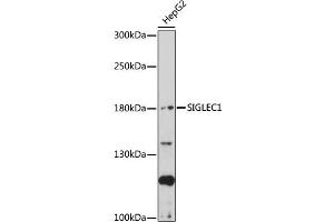 Western blot analysis of extracts of HepG2 cells, using SIGLEC1 antibody (ABIN7270291) at 1:1000 dilution. (Sialoadhesin/CD169 抗体  (AA 50-300))