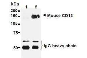 Western Blotting (WB) image for anti-Alanyl (Membrane) Aminopeptidase (ANPEP) antibody (ABIN1449277) (CD13 抗体)