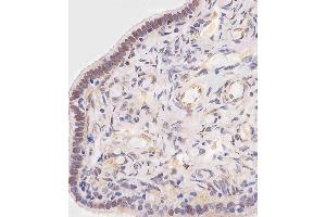 (ABIN6242906 and ABIN6578758) staining OVGP1 in human fallopian tube tissue sections by Immunohistochemistry (IHC-P - paraformaldehyde-fixed, paraffin-embedded sections). (OVGP1 抗体  (AA 107-137))