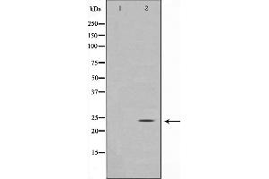 Western blot analysis on COS7 cell lysate using Glucagon Antibody,The lane on the left is treated with the antigen-specific peptide. (Glucagon 抗体)