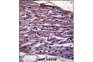 UNC45B Antibody (N-term) (ABIN657903 and ABIN2846854) immunohistochemistry analysis in formalin fixed and paraffin embedded human heart tissue followed by peroxidase conjugation of the secondary antibody and DAB staining. (UNC45B 抗体  (N-Term))