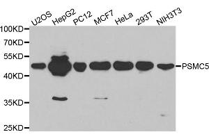Western blot analysis of extracts of various cell lines, using PSMC5 antibody. (PSMC5 抗体)