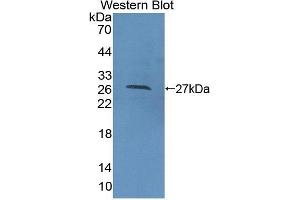 Detection of Recombinant CDC42, Human using Polyclonal Antibody to Cell Division Cycle Protein 42 (CDC42) (CDC42 抗体  (AA 1-188))